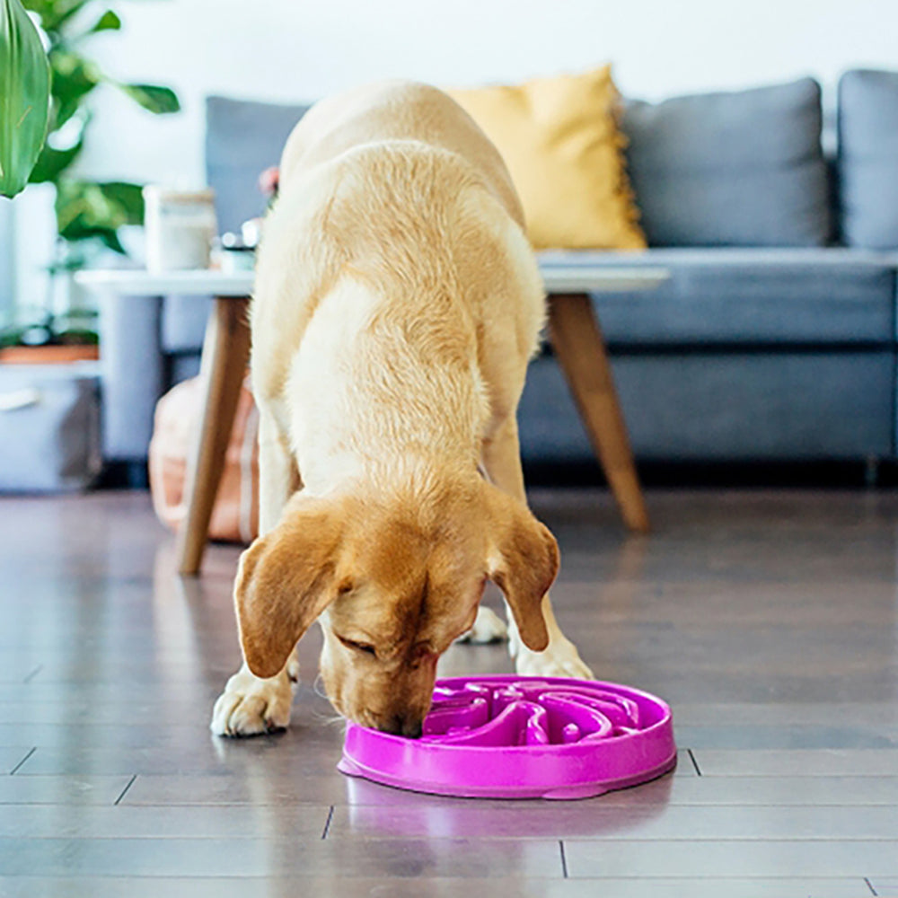 Outward Hound Fun Feeder - Slow Feeder Large Dog Bowl (Available in Multiple Colors and Shapes) - Heads Up For Tails