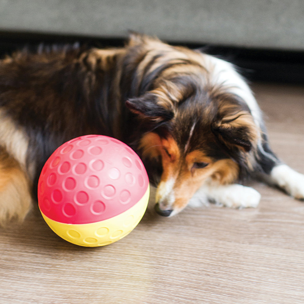 Outward Hound (Nina Ottosson) Treat Tumble - Bouncing & Rolling Treat Game - Interactive Dog Toy - Large - Level 1 - Heads Up For Tails