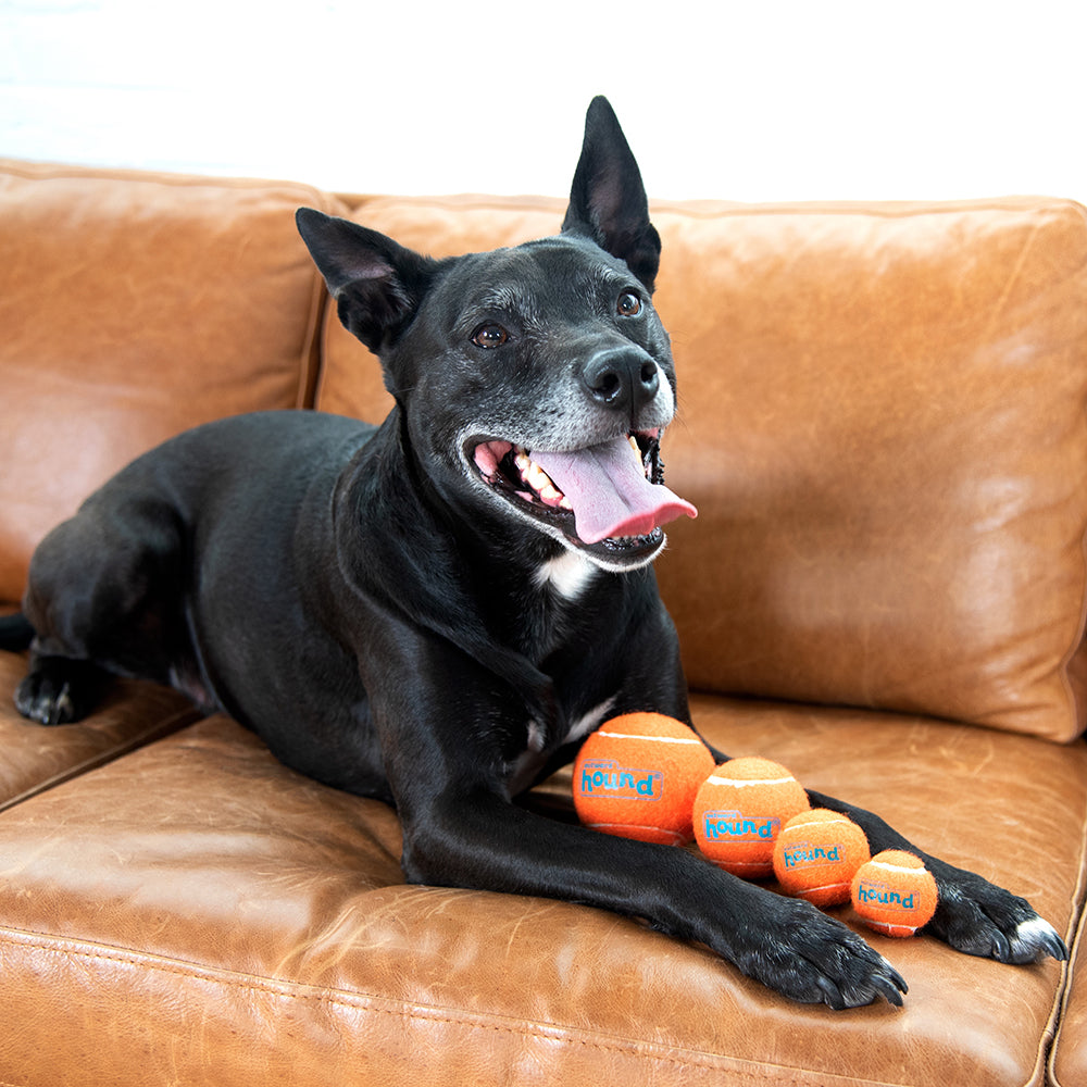 Outward Hound Squeaker Ballz Fetch Dog Toy - Heads Up For Tails