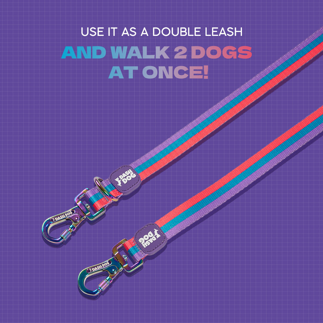 Double leash best sale for 2 dogs