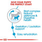 Royal Canin Mini Breed Starter Dry Puppy Food-4