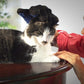 Wahl Pet Grooming Finger Glove - Heads Up For Tails