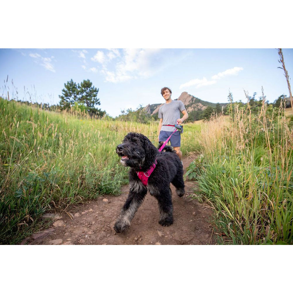 Dog with Ruffwear Front Range Harness