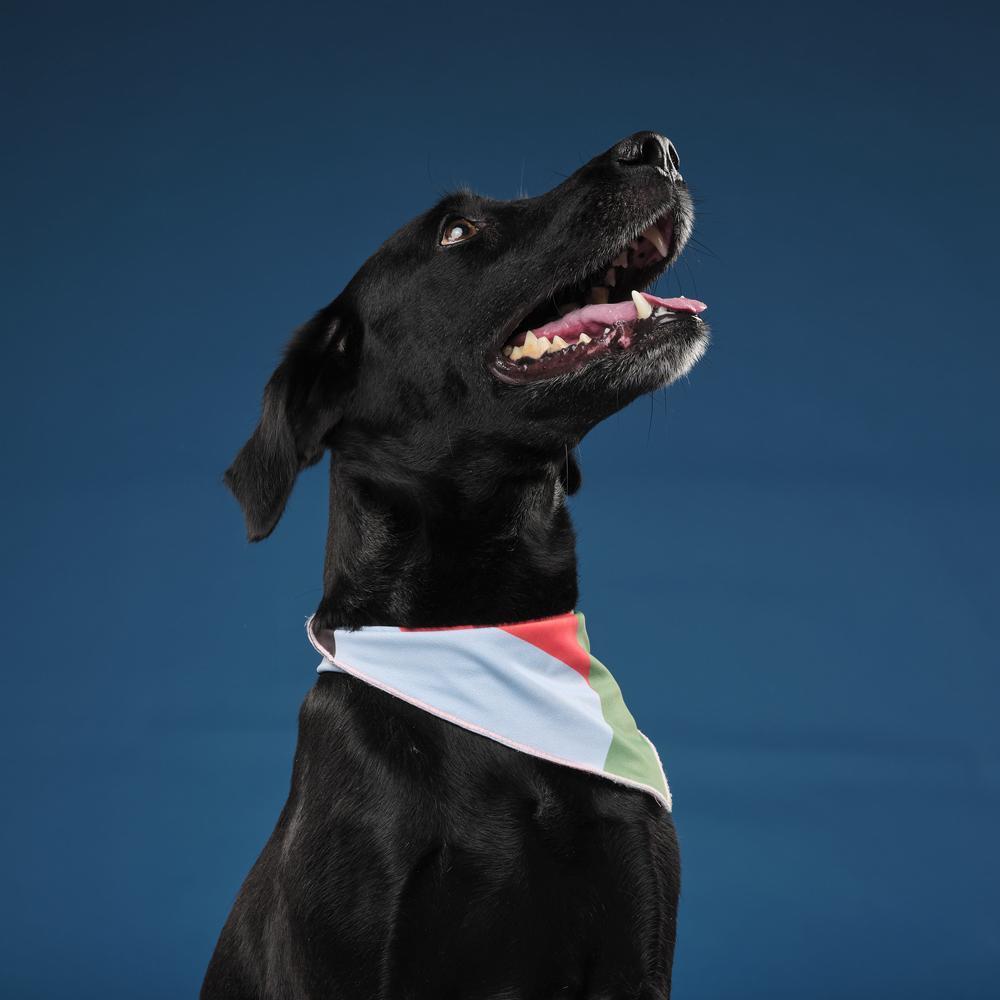 HUFT X Shivan & Narresh Leger Leisure Series Dog Bandana3