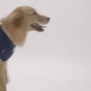 HUFT Desi Dawg Dog T-shirt