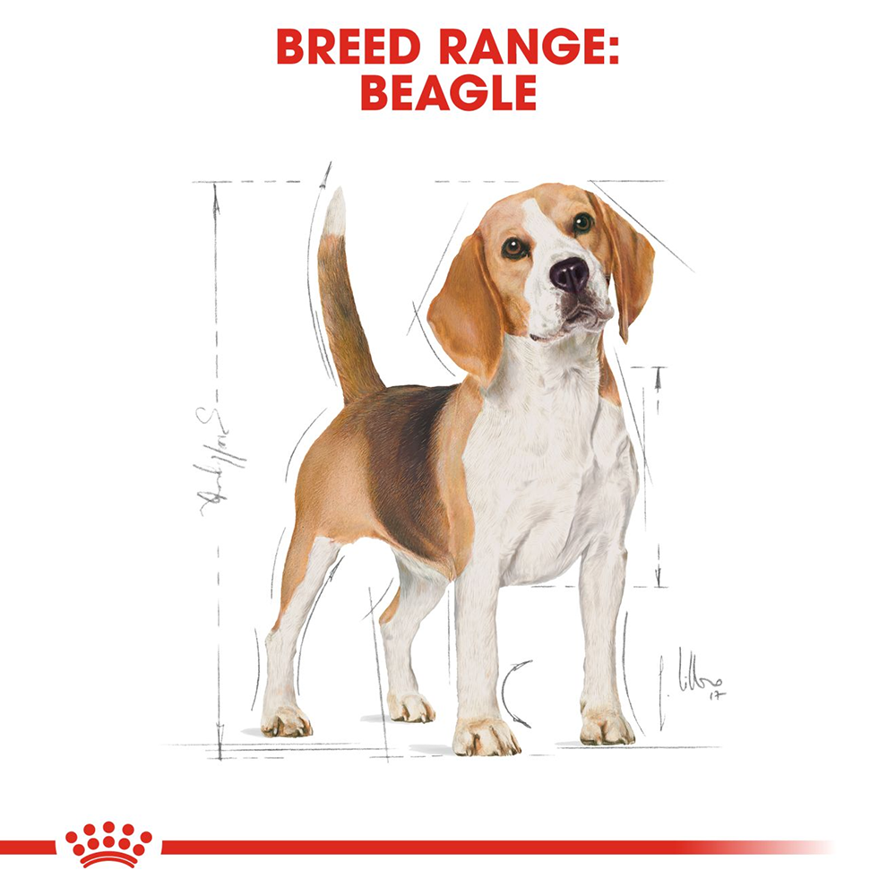 Royal Canin Beagle Adult Dry Dog Food - Heads Up For Tails