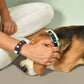 IndieGood Matching Corduroy Dog Collar & Bracelet Set For Humans - Blue - Heads Up For Tails