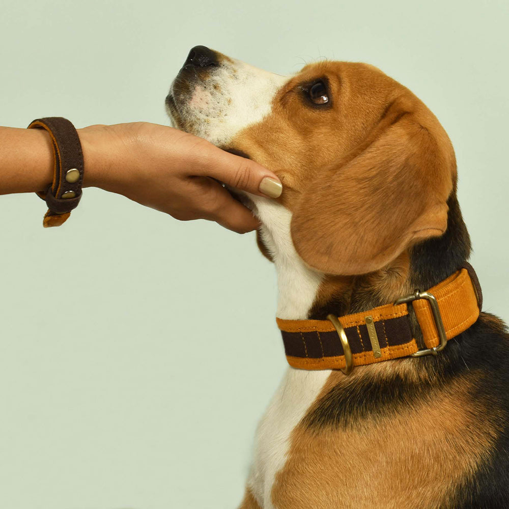 IndieGood Matching Corduroy Dog Collar & Bracelet Set For Humans - Brown - Heads Up For Tails