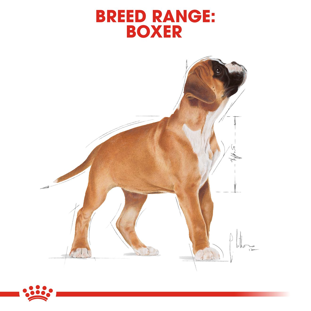 Royal Canin Boxer Junior Dry Puppy Food - Heads Up For Tails