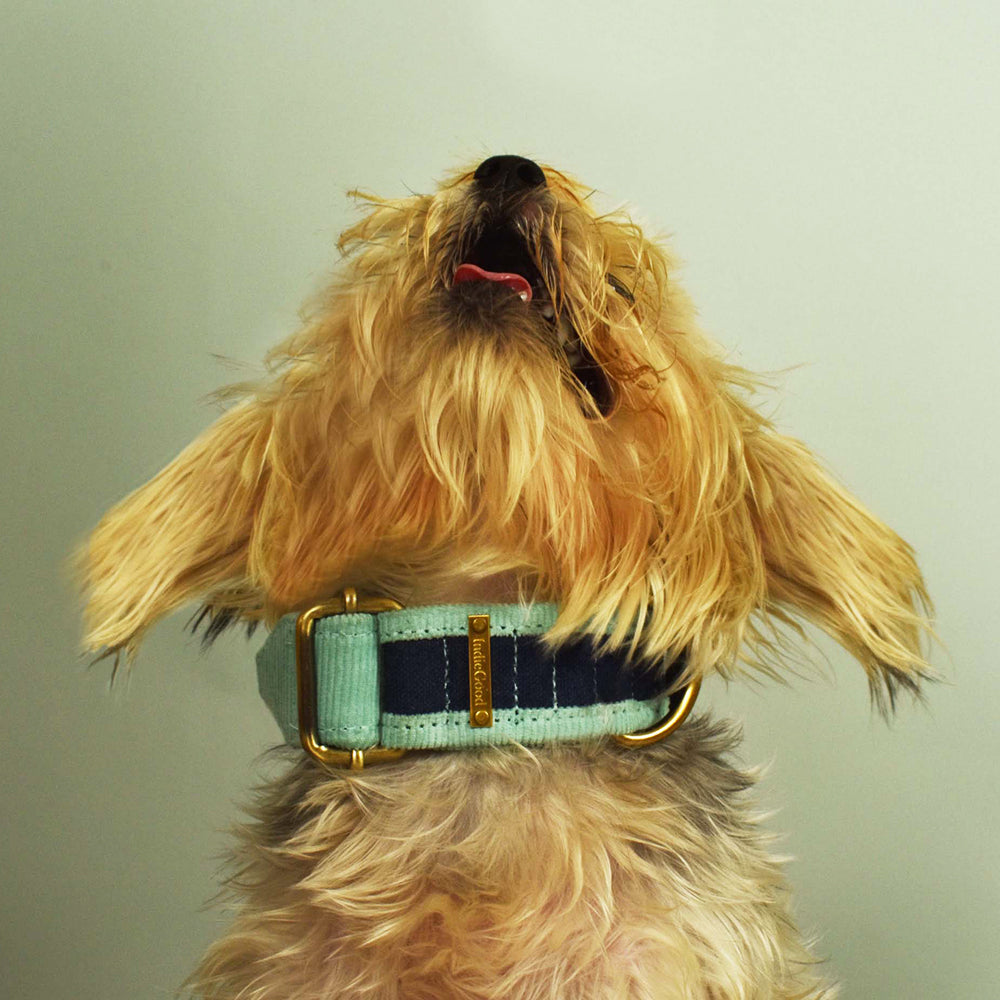 IndieGood Skin-Friendly Corduroy Dog Collar - Blue - Heads Up For Tails