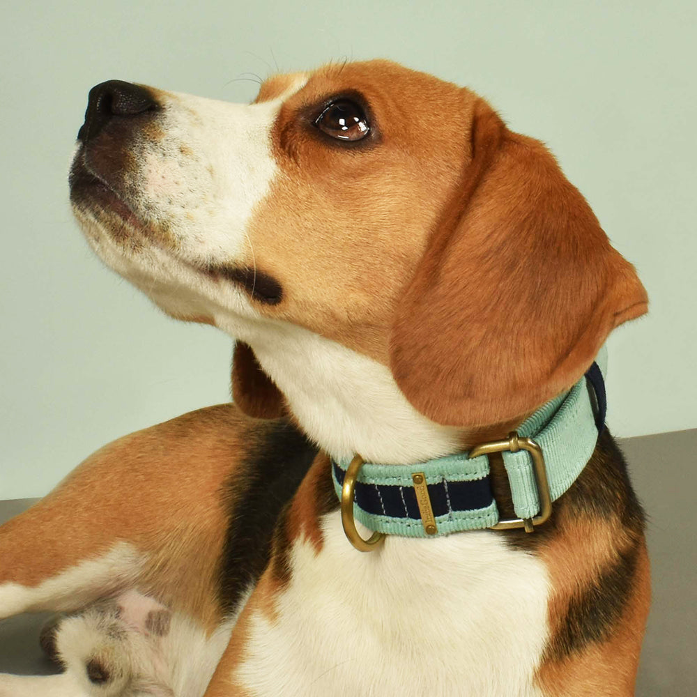 IndieGood Skin-Friendly Corduroy Dog Collar - Blue - Heads Up For Tails