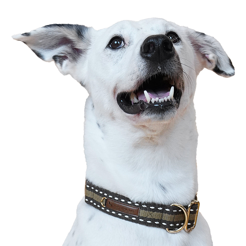 HUFT Jungle Collection CottonDog Collar - Olive - Heads Up For Tails