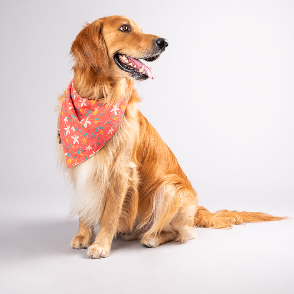 HUFT Summer Rupture Knot Dog Bandana - Heads Up For Tails