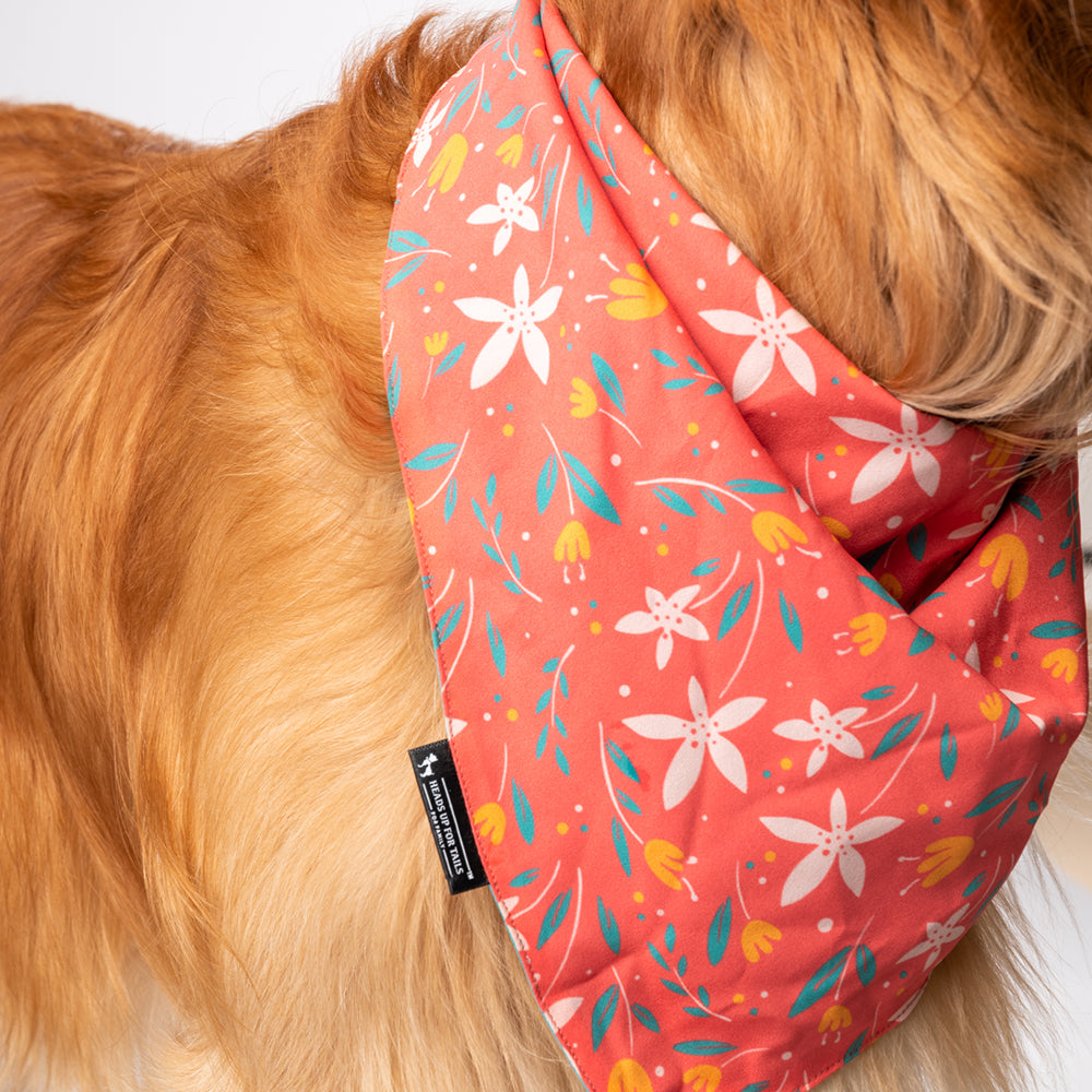 HUFT Summer Rupture Knot Dog Bandana - Heads Up For Tails