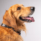 HUFT Best Dog Ever Bandana - Heads Up For Tails