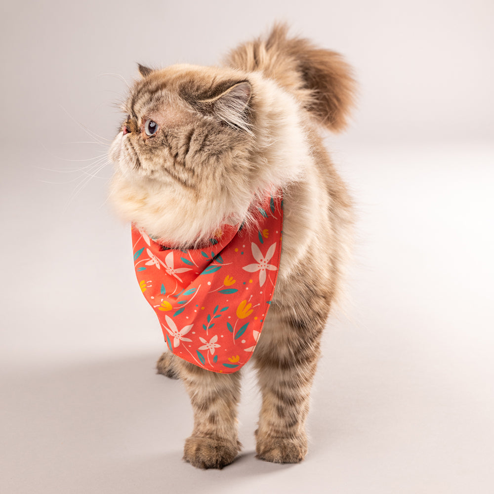 HUFT Summer Rupture Knot Dog Bandana - Heads Up For Tails