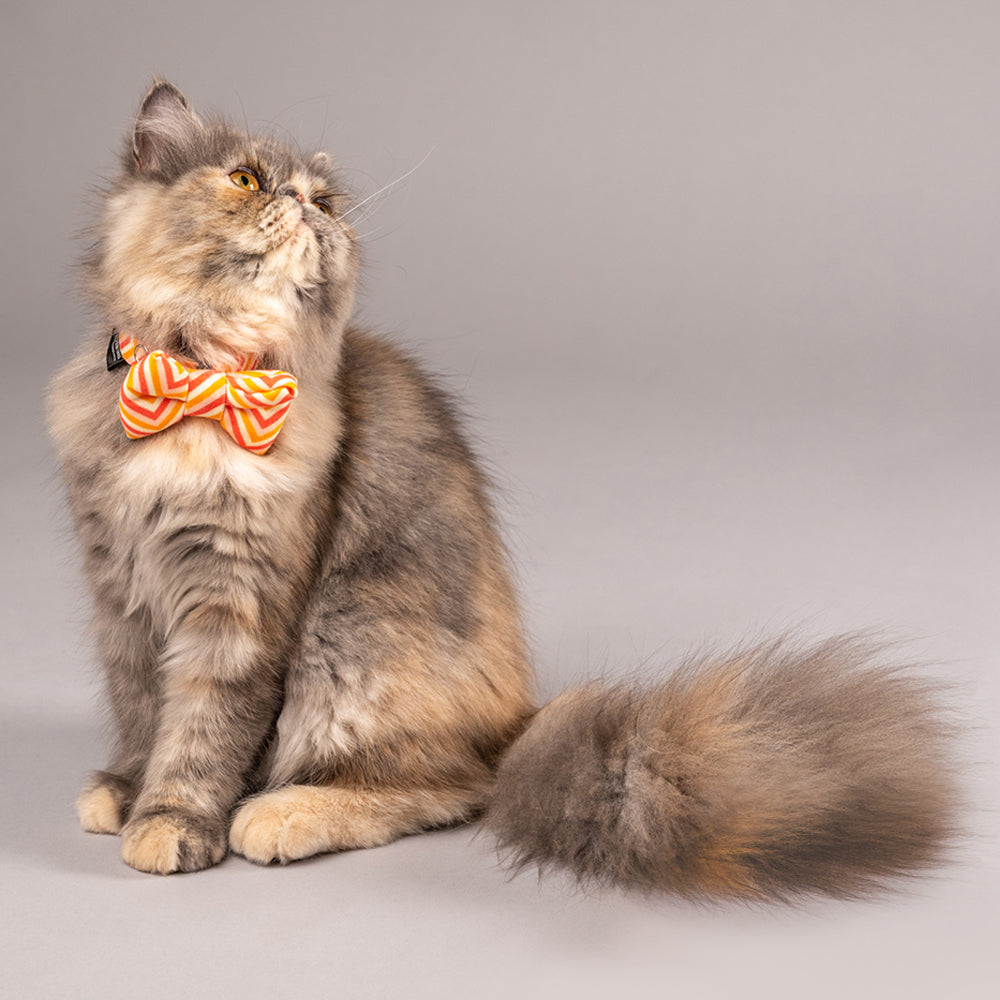 HUFT Ancestry Cat Bow Tie - Heads Up For Tails
