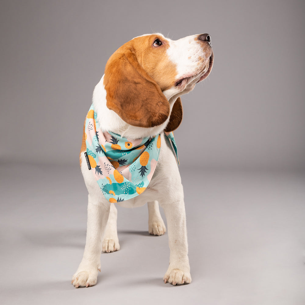 HUFT Modern Art Knot Dog Bandana - Heads Up For Tails