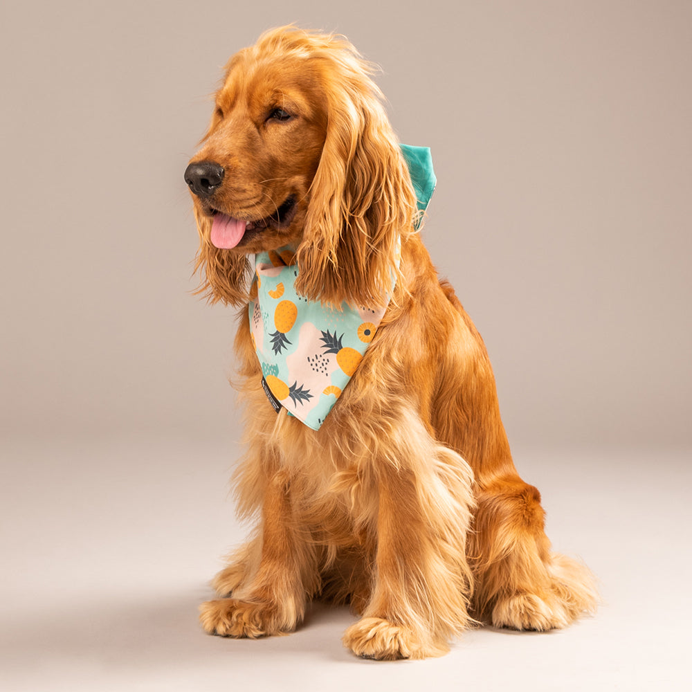 HUFT Modern Art Knot Dog Bandana - Heads Up For Tails