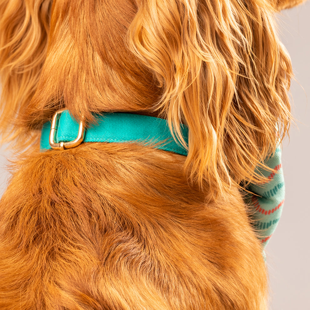 HUFT Green Bay Dog Collar with Free Big Bow Tie - Heads Up For Tails