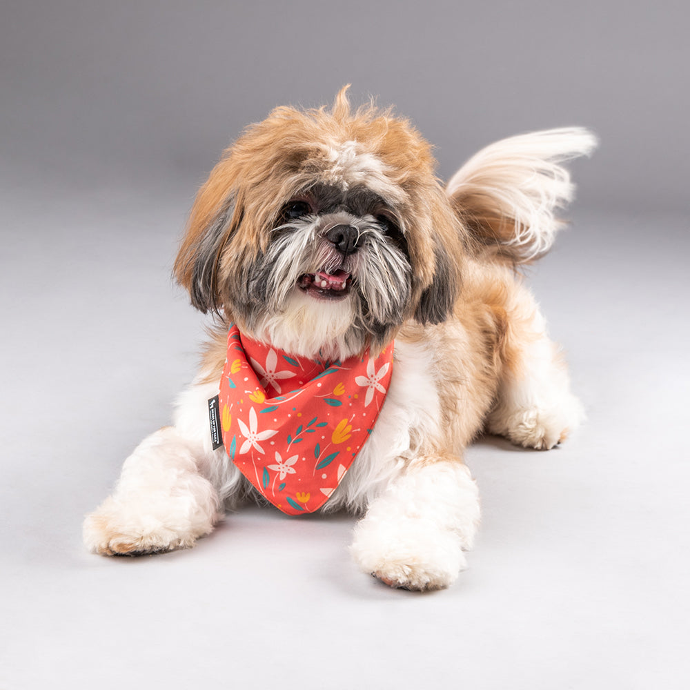 HUFT Summer Rupture Knot Dog Bandana - Heads Up For Tails