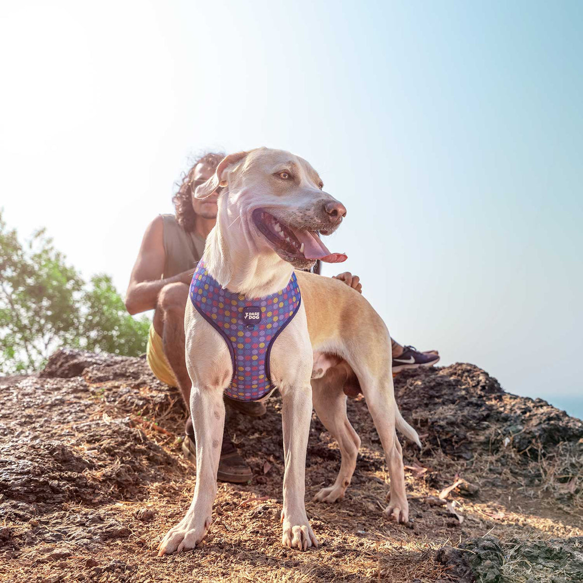 Dash Dog Circle Double Harness - Violet & Red - Heads Up For Tails