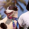 Dash Dog Flow Printed Leash - Pink & Aqua Blue - Heads Up For Tails