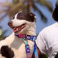 Dash Dog Flow Padded Collar - Pink And Aqua Blue - Heads Up For Tails