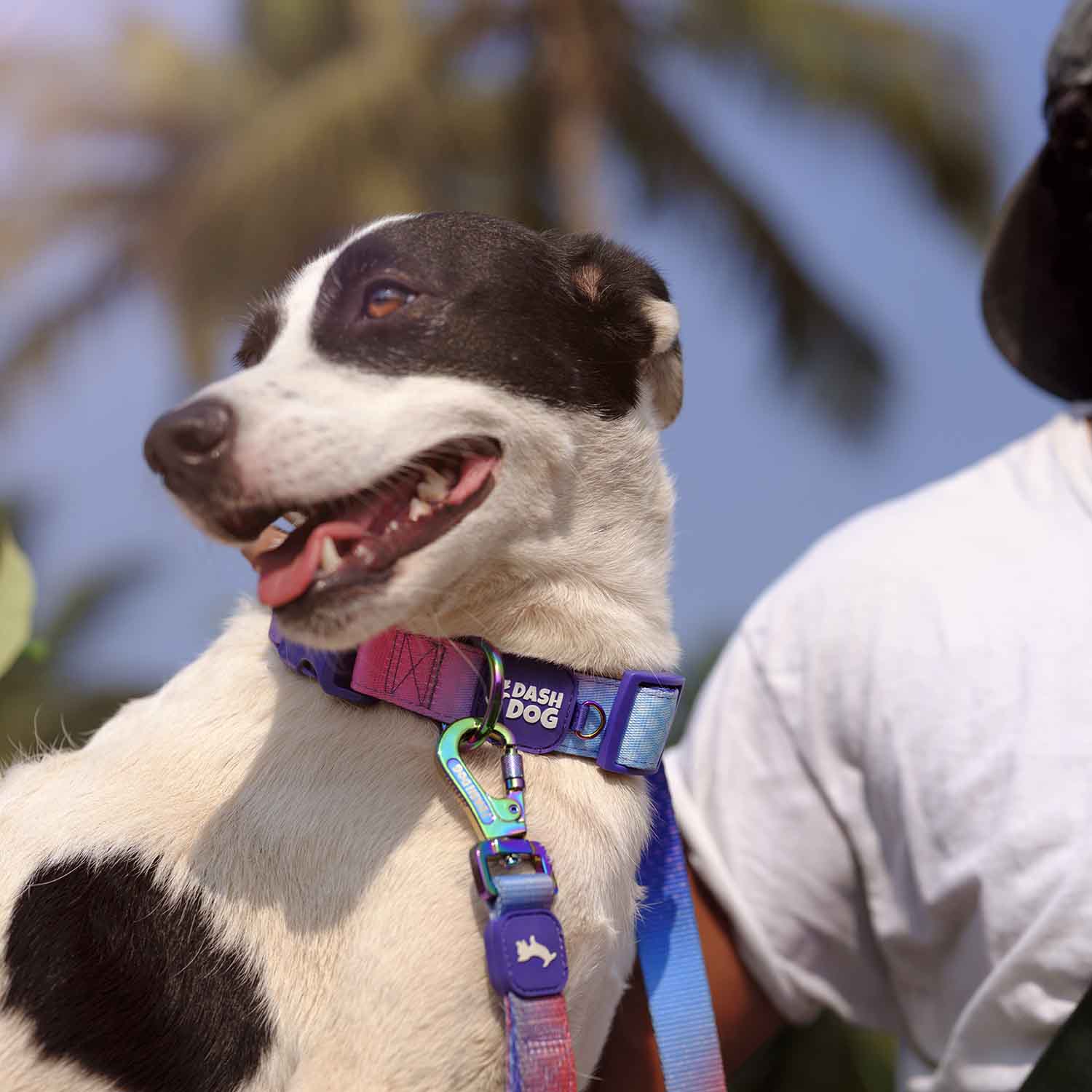 Dash Dog Flow Padded Collar - Pink And Aqua Blue - Heads Up For Tails