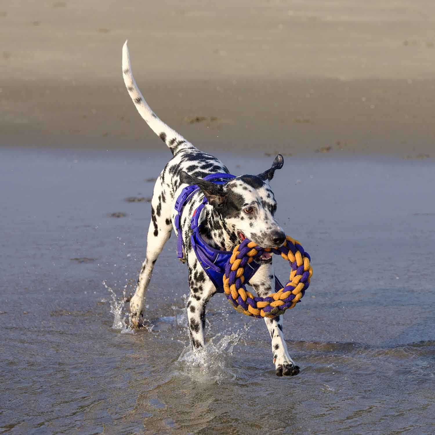 Dash Dog Round Trip Rope Dog Toy - Mustard & Violet_03