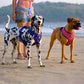 Dash Dog Vertical Pace 6 Way Leash - Multi Colour - Heads Up For Tails