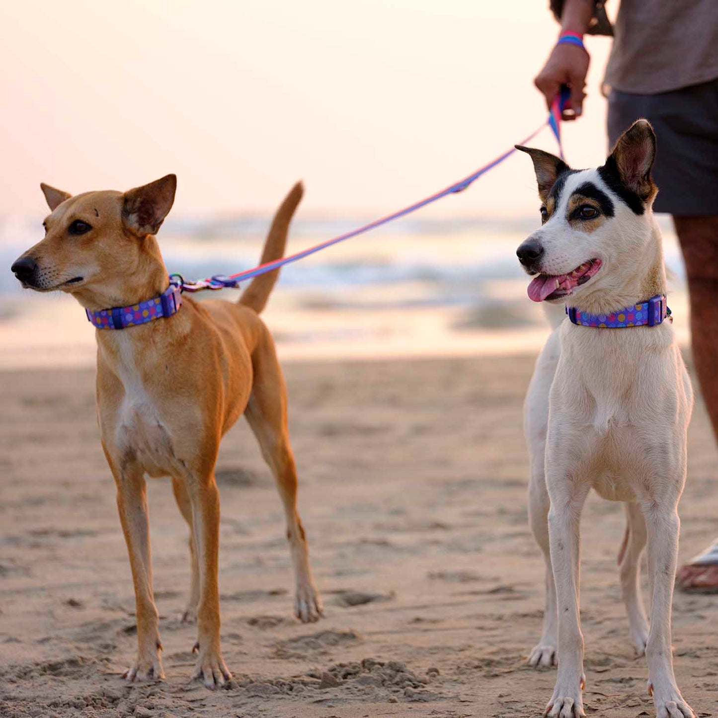 Dash Dog Horizontal Pace 6 Way Leash - Violet, Green & Red - Heads Up For Tails