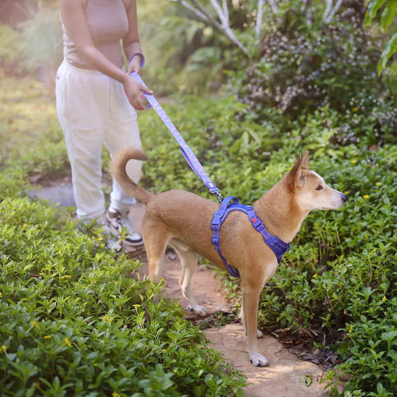 Dash Dog Zoom Walk Along Harness Violet Red Heads Up For Tails