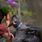 Dash Dog Circle Padded Collar - Aqua Blue - Heads Up For Tails