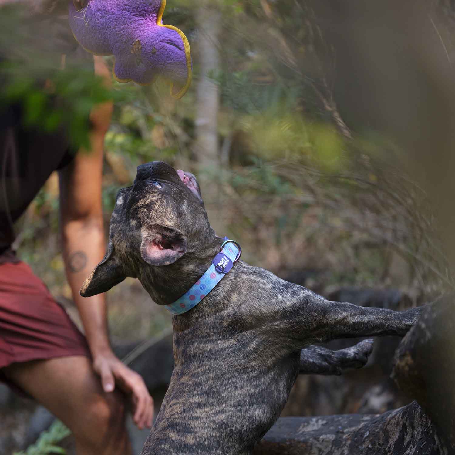 Dash Dog Circle Padded Collar - Aqua Blue - Heads Up For Tails
