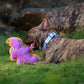 Dash Dog Wild Rhino Comfort Dog Toy - Purple - Heads Up For Tails