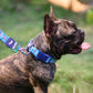 Dash Dog Circle Padded Collar - Aqua Blue - Heads Up For Tails