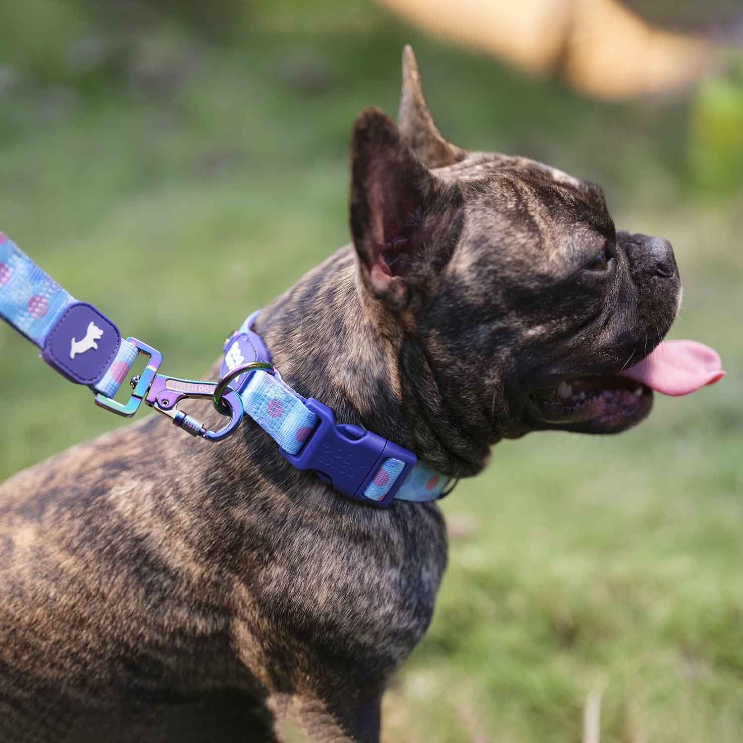Dash Dog Circle Padded Collar - Aqua Blue - Heads Up For Tails