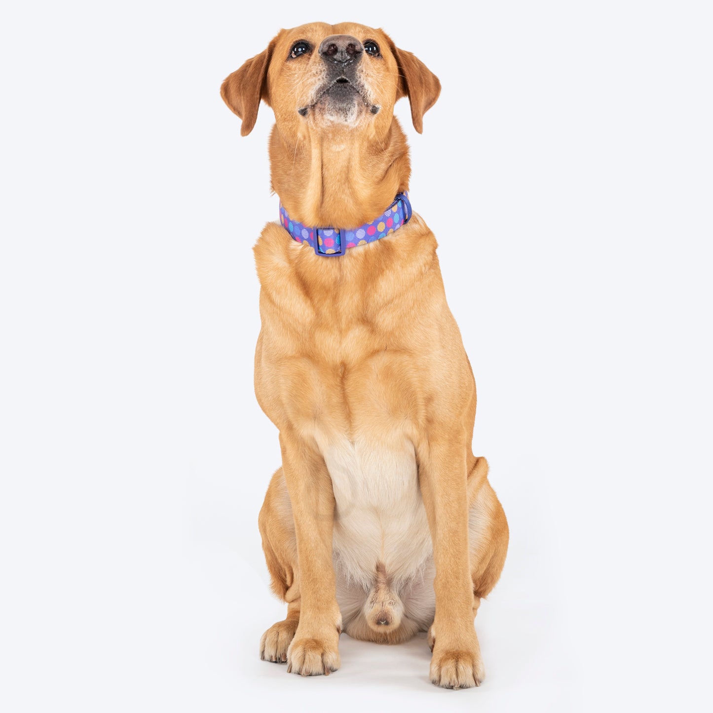 Dash Dog Circle Padded Collar - Violet - Heads Up For Tails