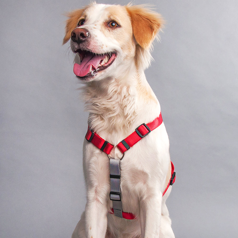 HUFT Essentials Nylon Dog H-Harness - Red - Heads Up For Tails