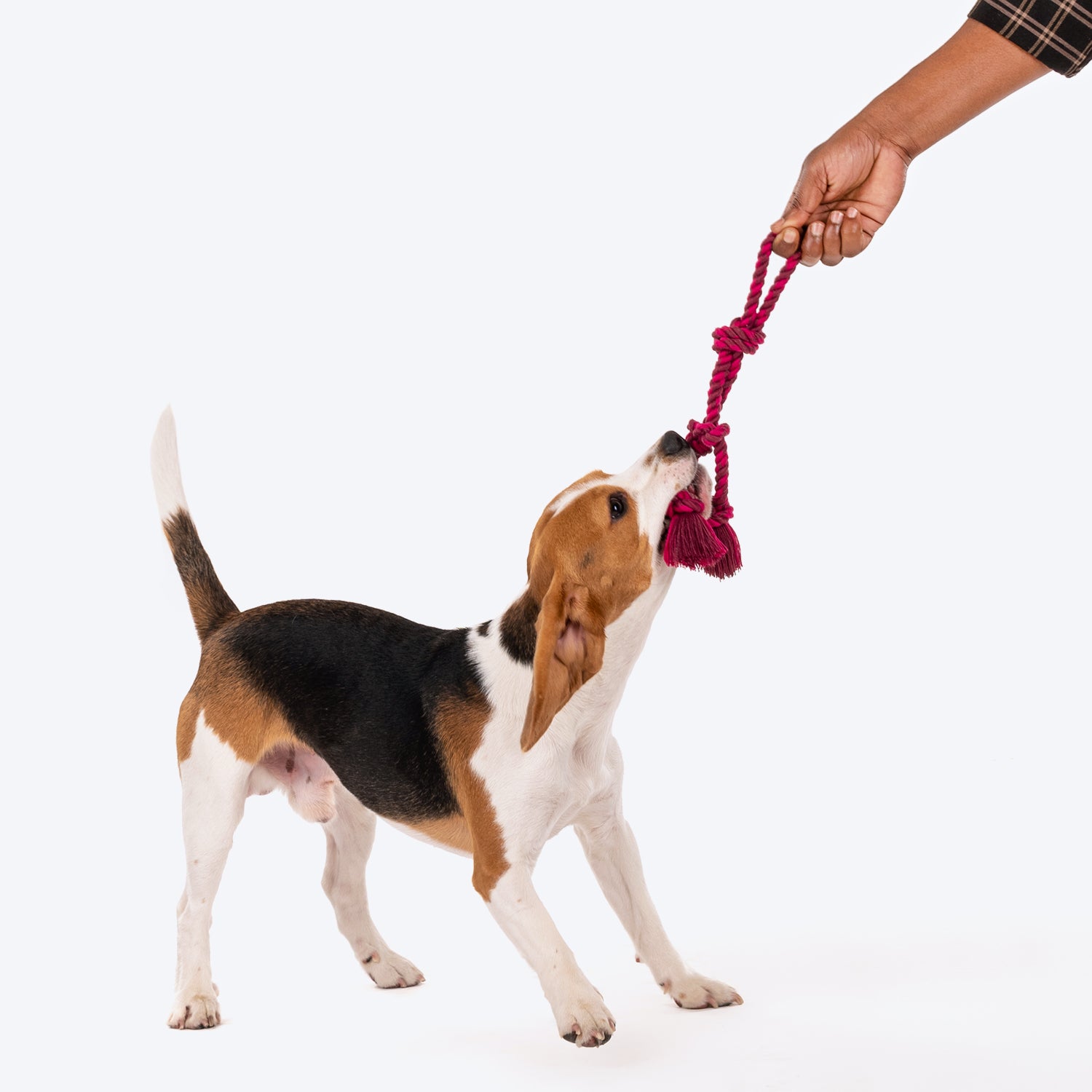 Dash Dog Double Trouble Rope Toy For Dogs - Purple - Heads Up For Tails