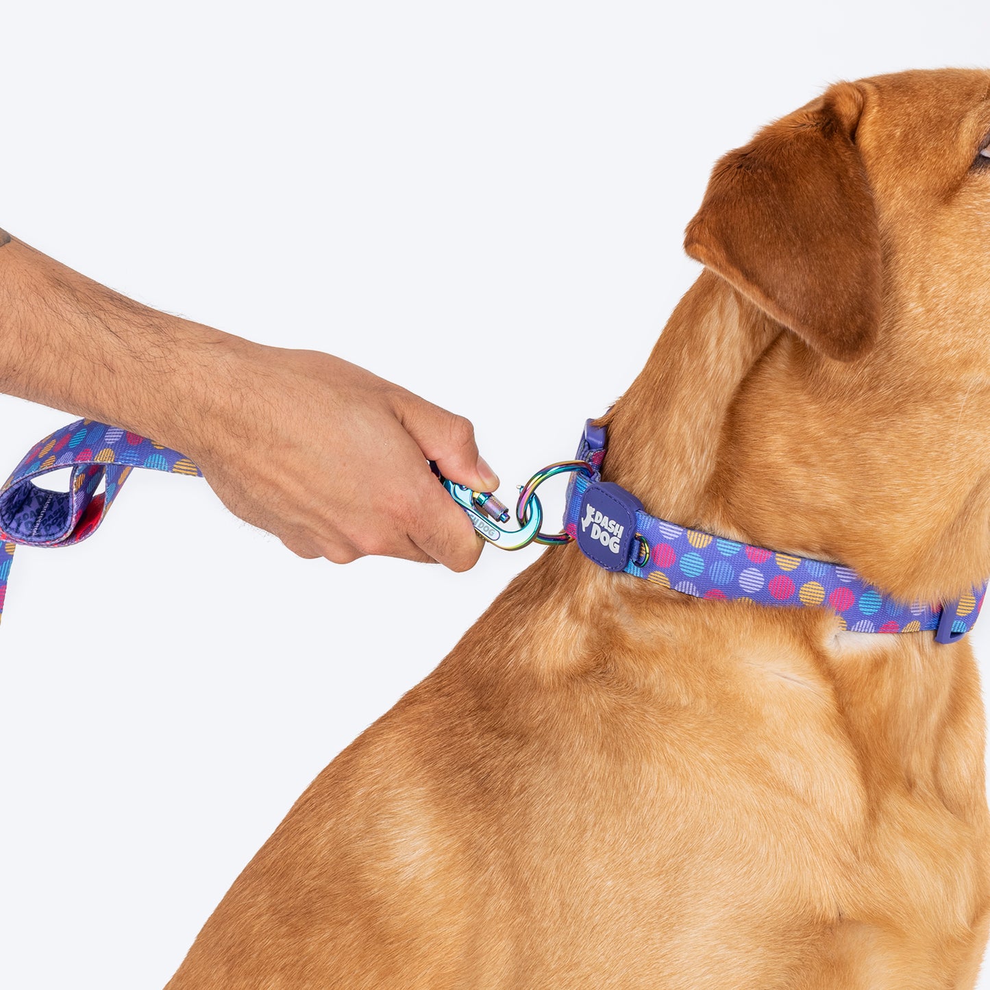 Dash Dog Circle Padded Collar - Violet - Heads Up For Tails