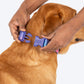 Dash Dog Flow Padded Collar - Pink And Aqua Blue - Heads Up For Tails