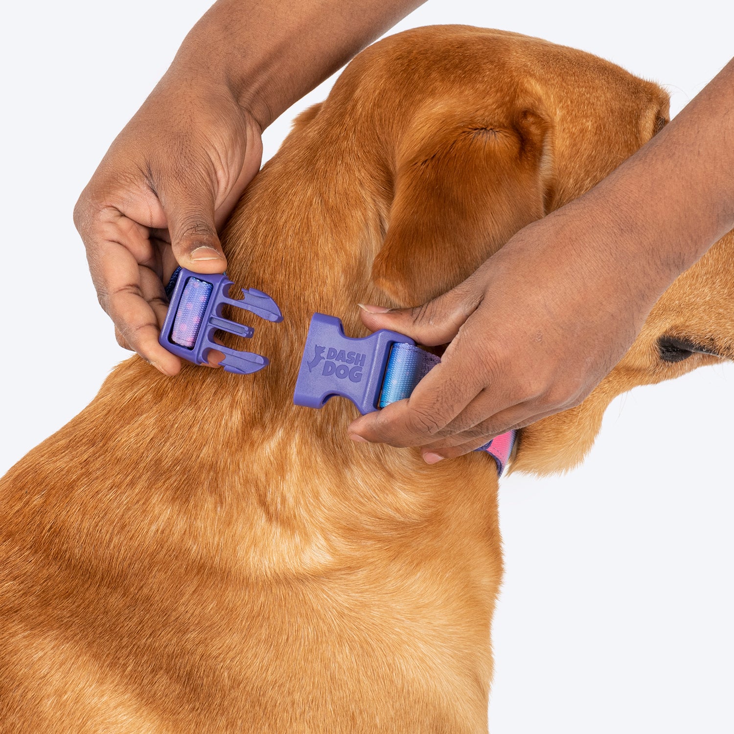 Dash Dog Flow Padded Collar - Pink And Aqua Blue - Heads Up For Tails