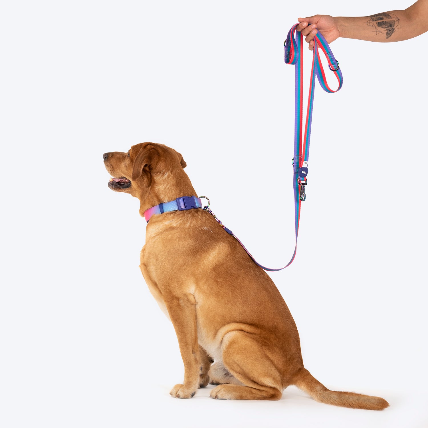 Dash Dog Horizontal Pace 6 Way Leash - Violet, Green & Red - Heads Up For Tails