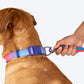 Dash Dog Horizontal Pace 6 Way Leash - Violet, Green & Red - Heads Up For Tails