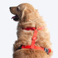 HUFT Classic Nylon Dog H Harness - Red - Heads Up For Tails