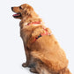 HUFT Classic Dog H Harness - Orange-2
