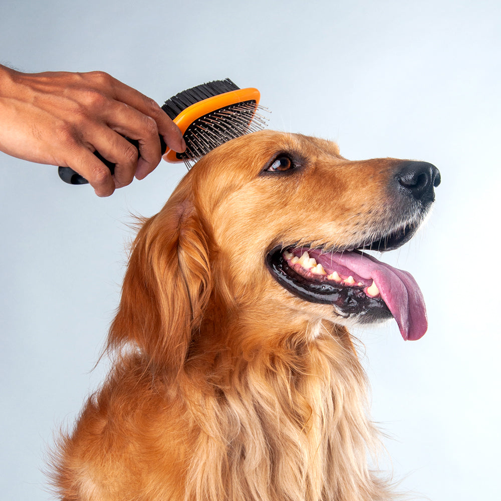 Best brush 2024 for hypoallergenic dogs