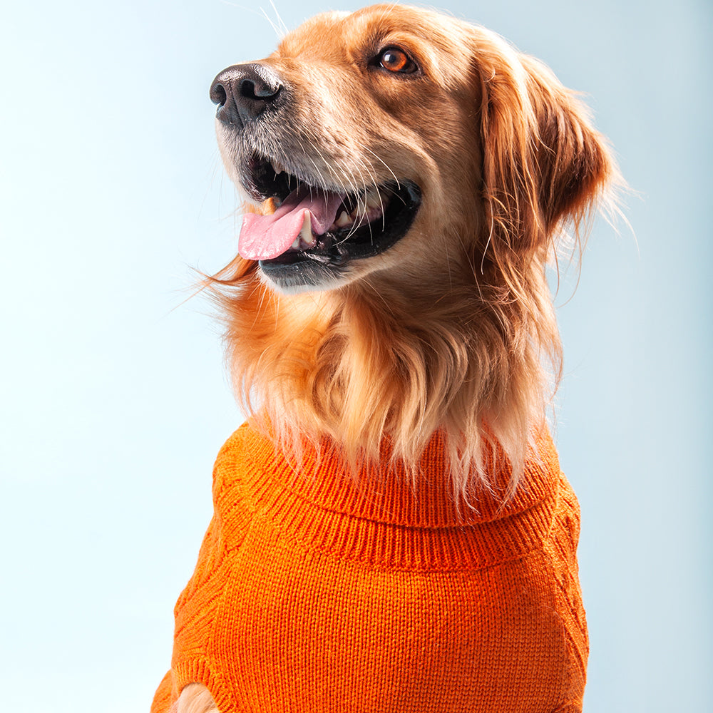 HUFT Cable Knit Dog Sweater - Orange - Heads Up For Tails